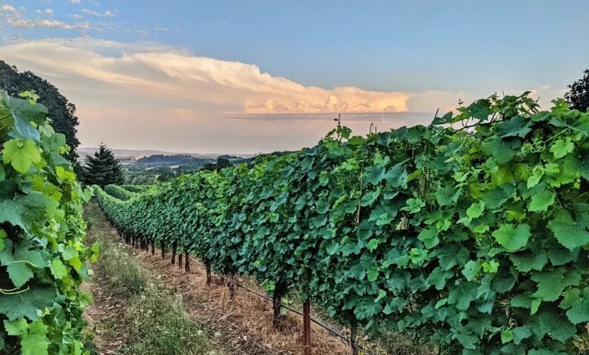 Suzor Wines